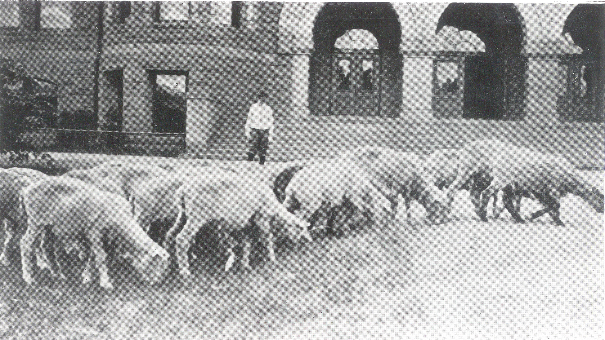 Palmer Hall with Sheep Grazing circa 1911 <span class="cc-gallery-credit"></span>
